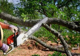 Best Arborist Consultation Services  in Daniel, UT